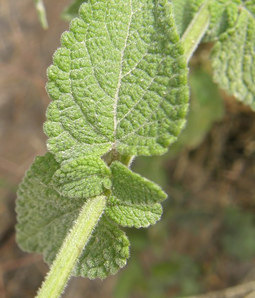 Image of Salvia alamosana Rose