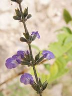 Image of Salvia alamosana Rose