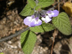 Image of Salvia alamosana Rose