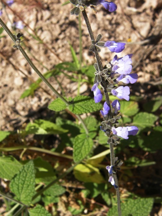 Image of Salvia alamosana Rose