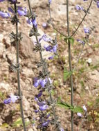 Image de Salvia alamosana Rose