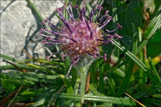 Saussurea pygmaea (Jacq.) Spreng.的圖片