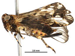 Image of Asiracinae