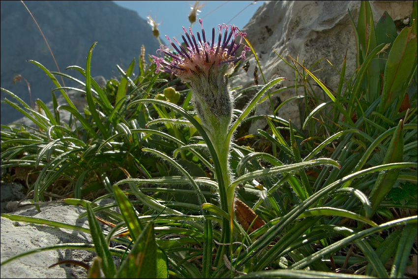 Saussurea pygmaea (Jacq.) Spreng.的圖片