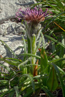 Saussurea pygmaea (Jacq.) Spreng.的圖片