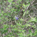 Image of shrubby blue sage