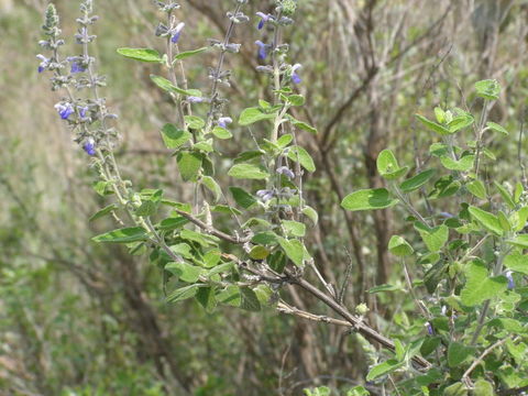 Salvia ballotiflora Benth. resmi