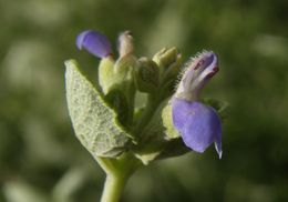 Salvia ballotiflora Benth. resmi