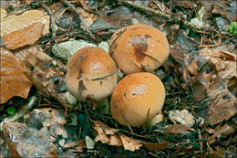 Image of Cortinarius odorifer Britzelm. 1885