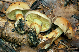 Image of Cortinarius odorifer Britzelm. 1885