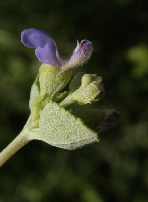 Salvia ballotiflora Benth. resmi