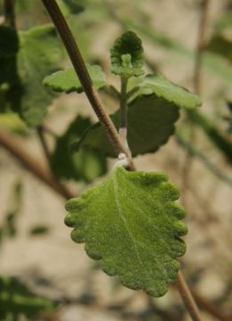 Salvia ballotiflora Benth. resmi