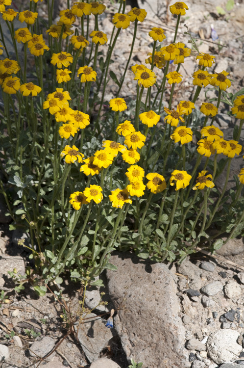 Image of common woolly sunflower