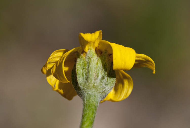 Image of common woolly sunflower