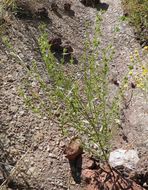 Image of Salvia emaciata Epling