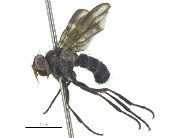 Image of Rhinophorinae