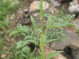 Salvia subincisa Benth. resmi