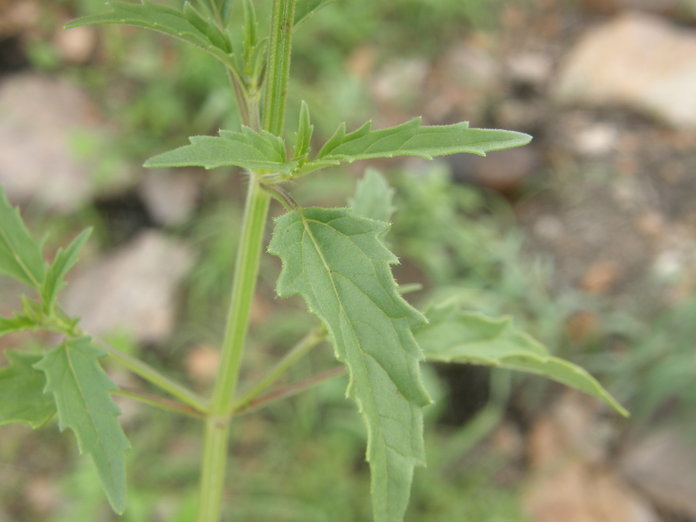 Salvia subincisa Benth. resmi