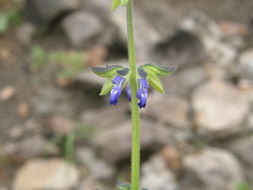 Слика од Salvia subincisa Benth.