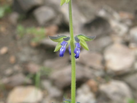 Salvia subincisa Benth. resmi