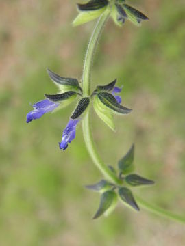 Image of sawtooth sage