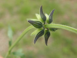 Salvia subincisa Benth. resmi