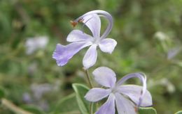 Sivun Trichostema arizonicum A. Gray kuva