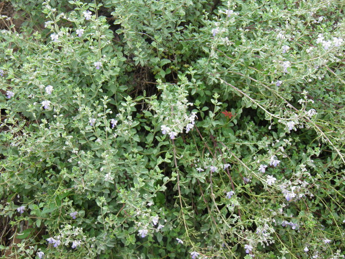 Sivun Trichostema arizonicum A. Gray kuva