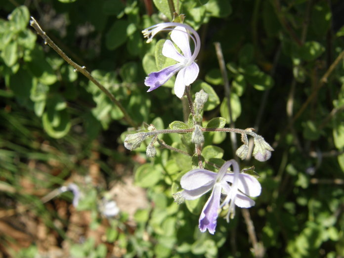 Image of Arizona bluecurls