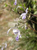 Image of Arizona bluecurls