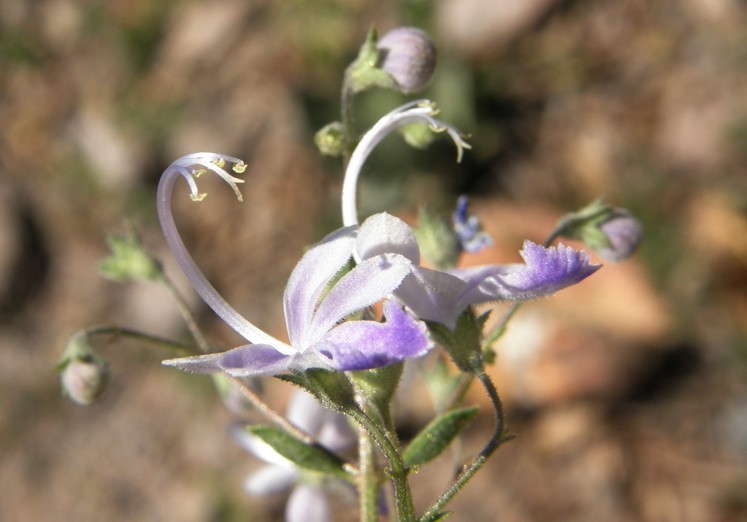 Image of Arizona bluecurls