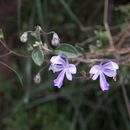 Sivun Trichostema arizonicum A. Gray kuva