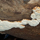 Image of Leptoporus