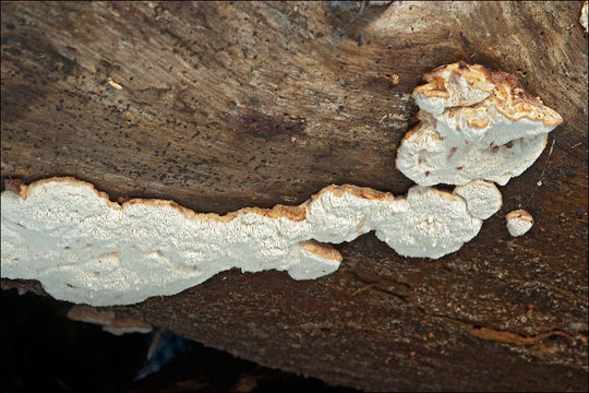 Image de Polypore mou