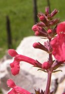 Stachys coccinea Ortega resmi