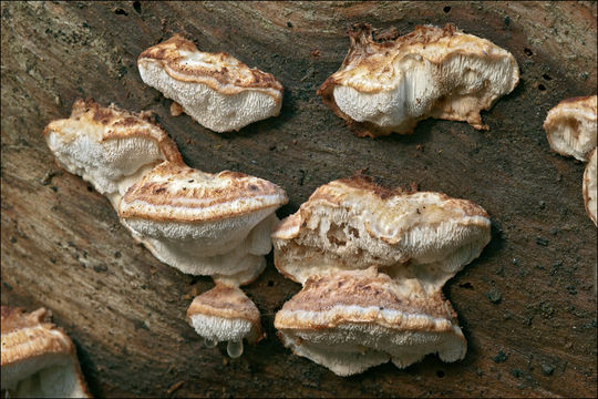 صورة Leptoporus mollis (Pers.) Quél. 1886