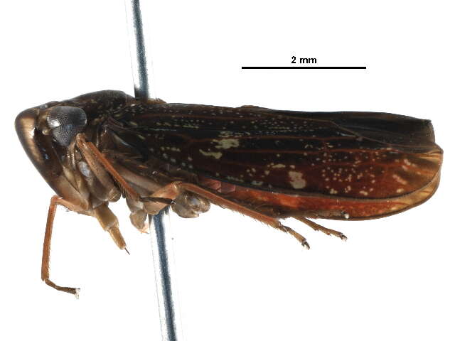 Image of Cicadellini