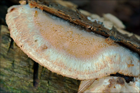 Imagem de Leptoporus mollis (Pers.) Quél. 1886