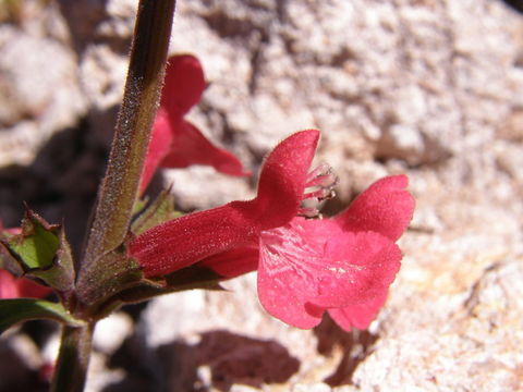 Stachys coccinea Ortega resmi