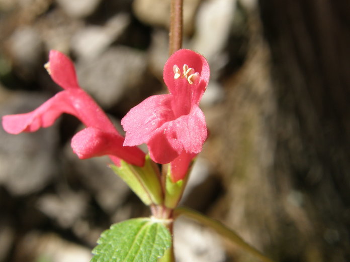 Stachys coccinea Ortega resmi