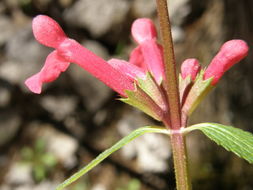 Image of scarlet hedgenettle