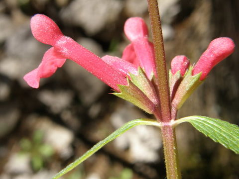 Stachys coccinea Ortega resmi