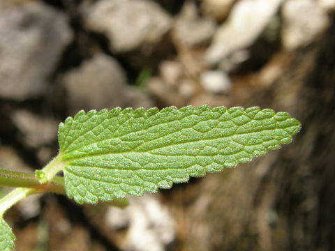 Imagem de Stachys coccinea Ortega