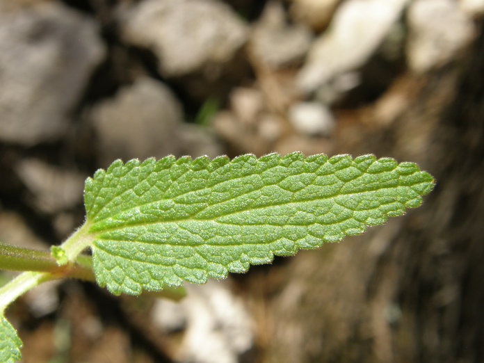 Stachys coccinea Ortega resmi