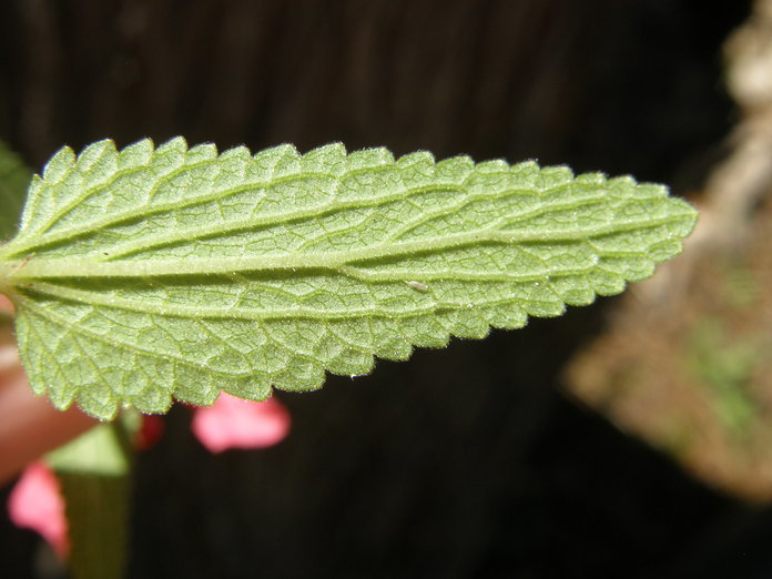 Stachys coccinea Ortega resmi