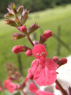 Stachys coccinea Ortega resmi