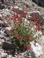 Stachys coccinea Ortega resmi