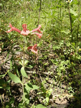 Image of scarlet hedgenettle