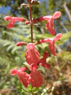 Stachys coccinea Ortega resmi