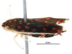 Image of Cicadellini